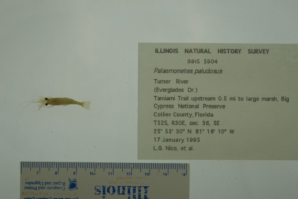 Palaemonetes paludosus image